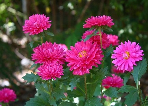 翠菊什么时候播种好