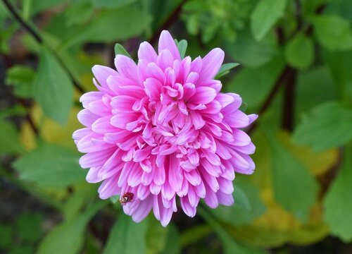 翠菊什么时候播种好