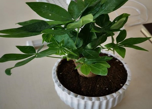 发财树一年能长多高