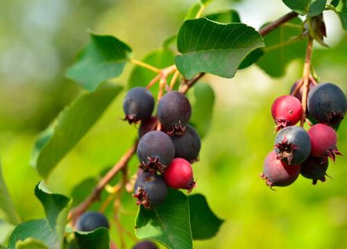 蓝莓浇水掌握哪些个要点