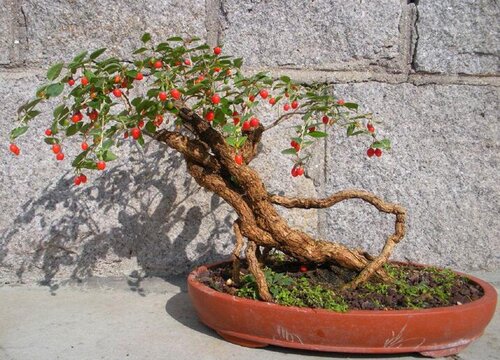 枸杞冬天能移栽吗