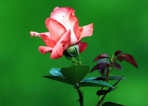 欢迎月季是藤本还是灌木