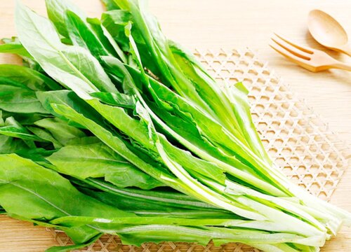 油麦菜可以水培吗