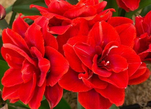 朱顶红怎么养护开花壮观