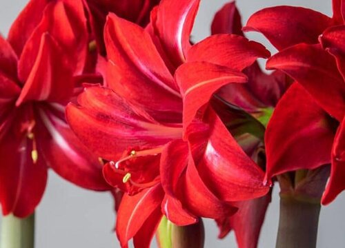 朱顶红怎么养护开花壮观