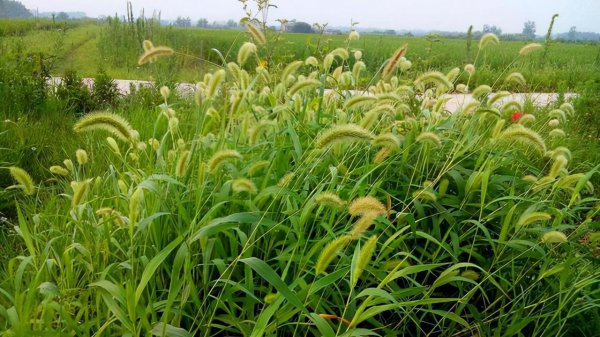 狼尾巴草和狗尾巴草的区别