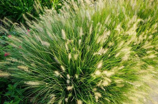 狼尾巴草和狗尾巴草的区别