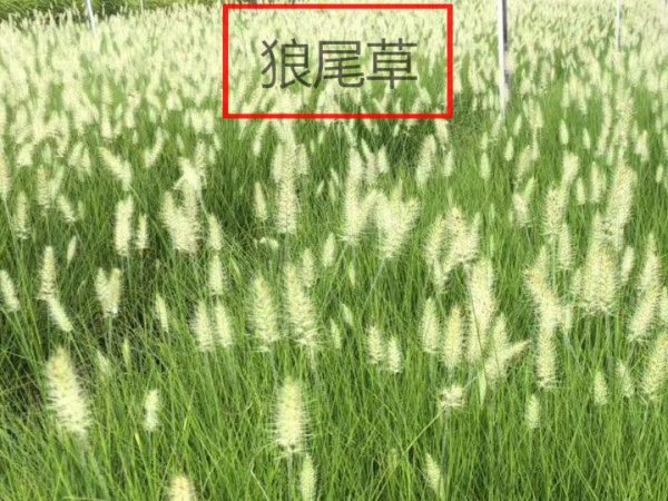 狼尾巴草和狗尾巴草的区别