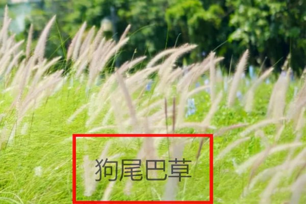 狼尾巴草和狗尾巴草的区别