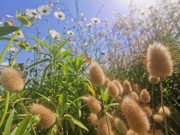 狼尾巴草和狗尾巴草的区别