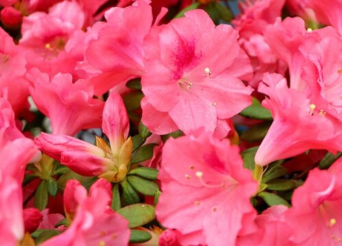 夏季怎么养杜鹃花不掉叶不黄叶