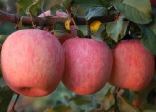 内蒙古水果特产有哪些