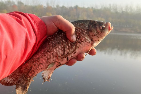 红虫保存最简单的方法