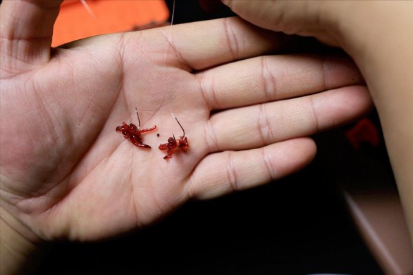 红虫保存最简单的方法