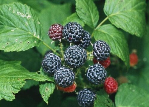 树莓什么时候成熟