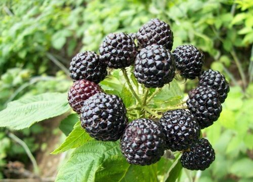 树莓什么时候成熟