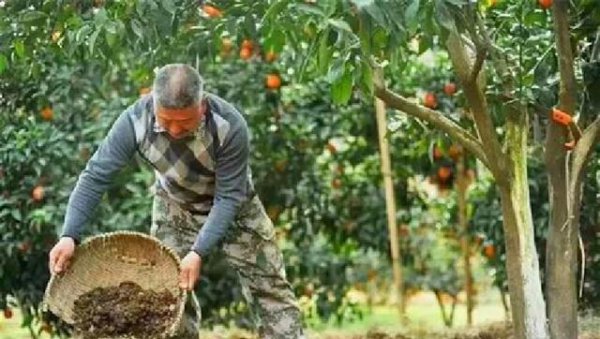 粪肥效多长时间