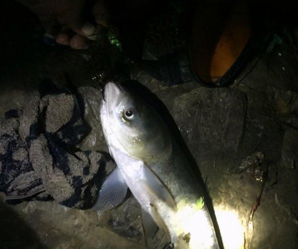 夜钓鲢鳙钓远还是钓近好
