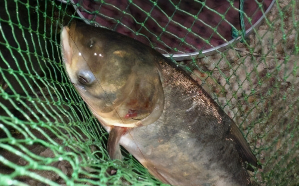 夜钓鲢鳙钓远还是钓近好