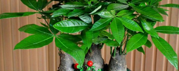 适合小型盆栽的树木有哪些