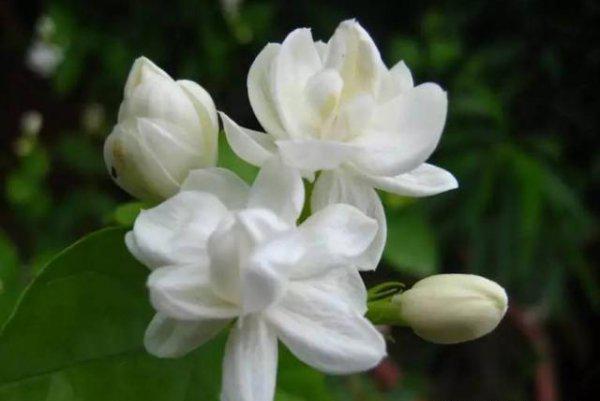 盆栽茉莉怎么养才长得好