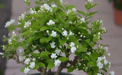 盆栽茉莉怎么养才长得好