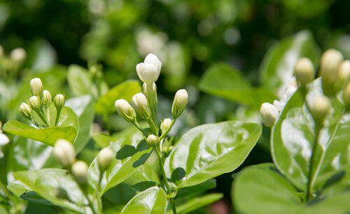 盆栽茉莉怎么养才长得好