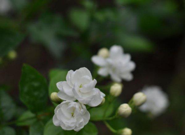 盆栽茉莉怎么养才长得好