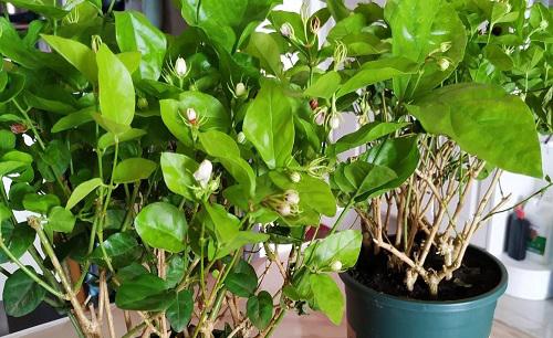 盆栽茉莉怎么养才长得好