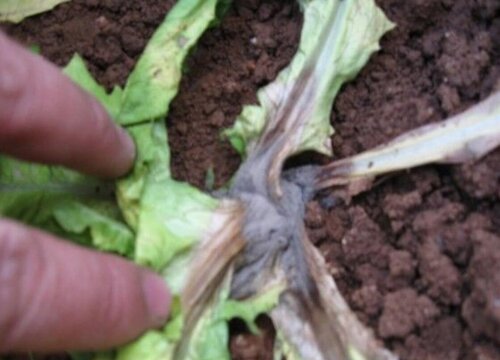 油麦菜病虫害防治技术与方法