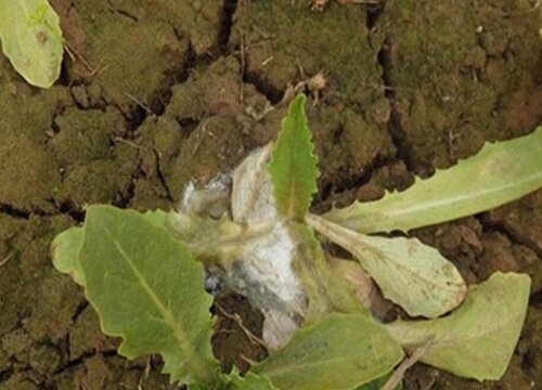 油麦菜病虫害防治技术与方法