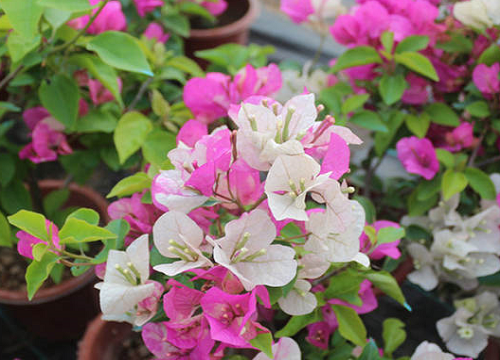 三角梅秋冬如何养长势好