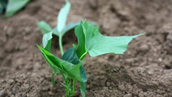 晴天可以种红薯吗