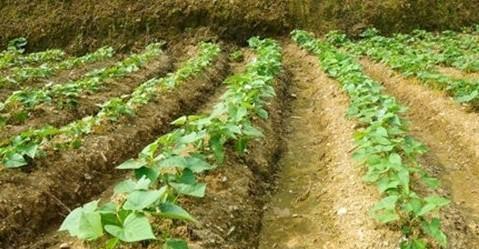 晴天可以种红薯吗