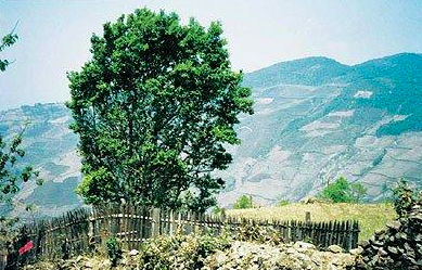 古六大茶山有哪些名字