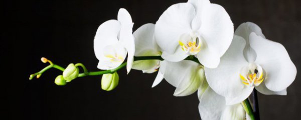 家里玄关摆什么花