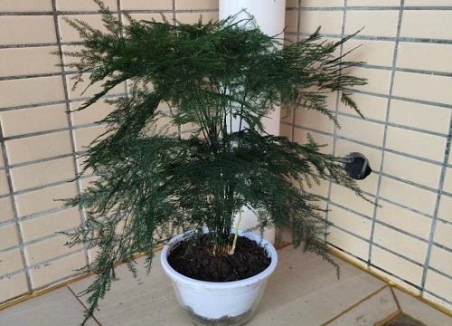 文竹适合大盆还是小盆