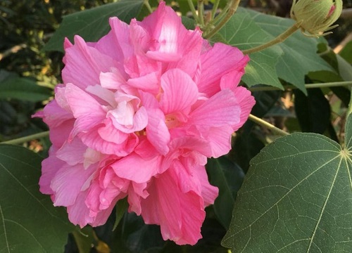 木芙蓉什么时候开花