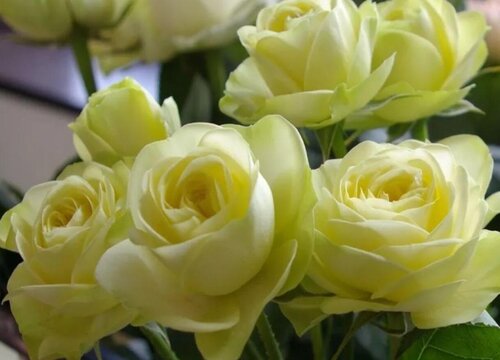 奶油龙沙月季是藤本还是灌木