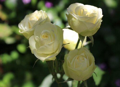 奶油龙沙月季是藤本还是灌木