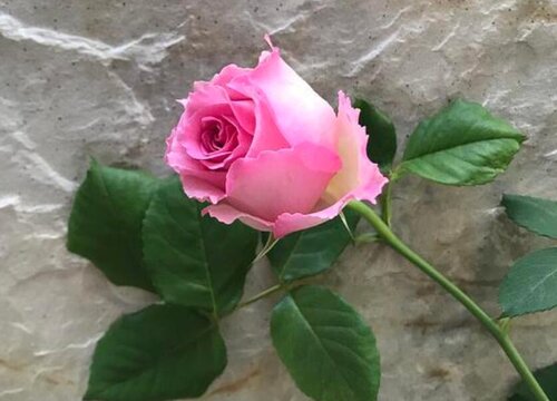 罗衣月季是藤本还是灌木