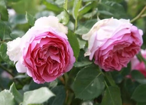 罗衣月季是藤本还是灌木