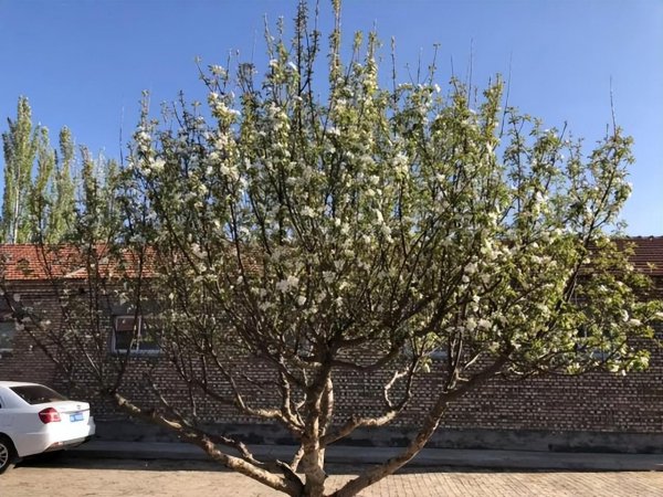 庭院种什么植物风水好又旺财