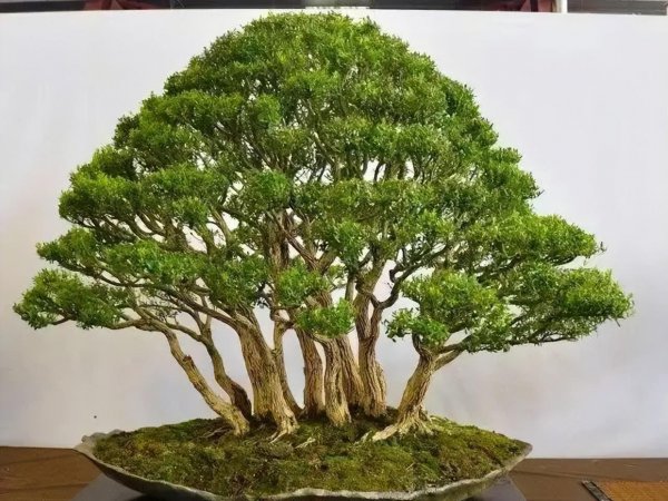 庭院种什么植物风水好又旺财