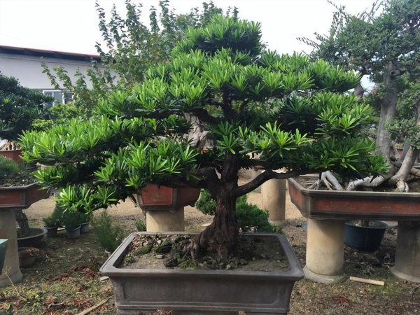 庭院种什么植物风水好又旺财