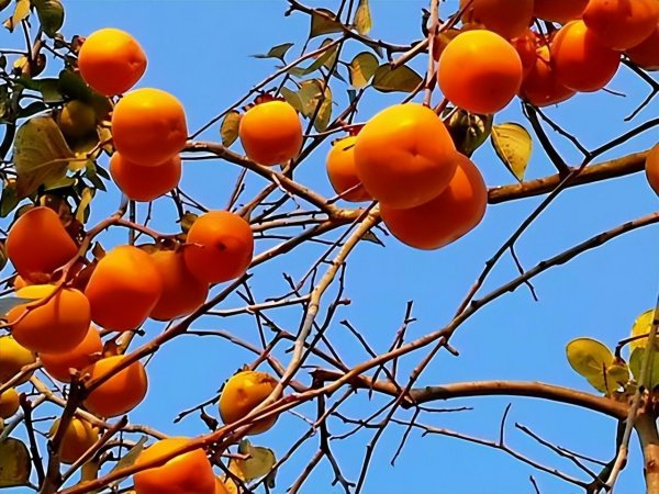 庭院种什么植物风水好又旺财