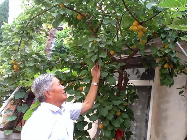 庭院种什么植物风水好又旺财