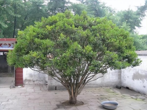 庭院种什么植物风水好又旺财