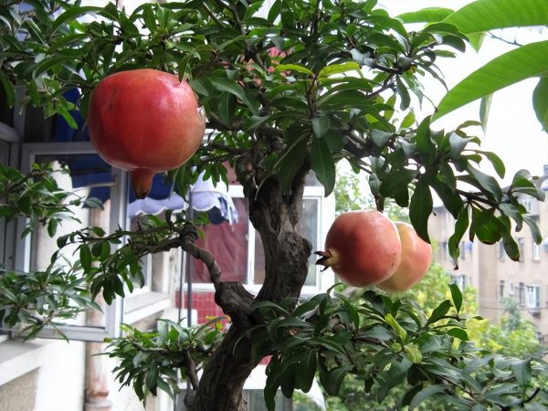庭院种什么植物风水好又旺财
