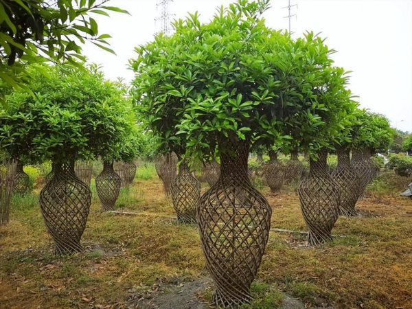 庭院种什么植物风水好又旺财